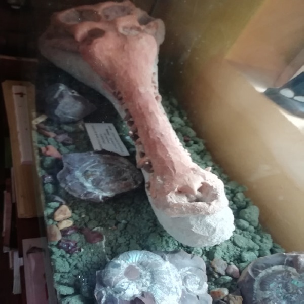 stomatosuchus